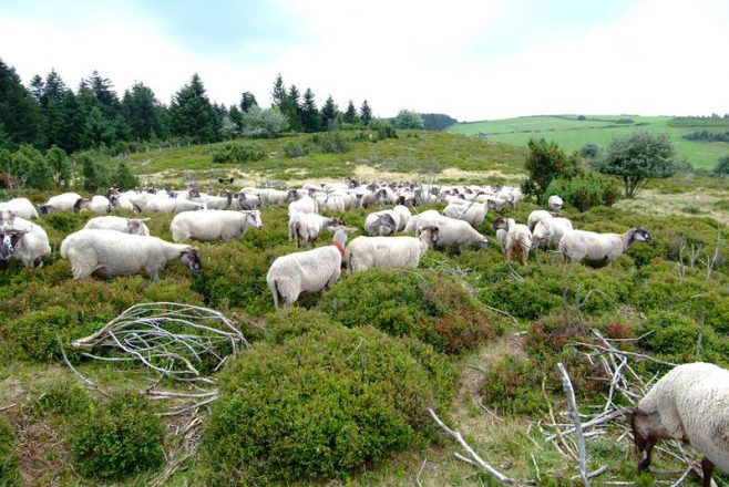 Troupeau de moutons dans la lande a myrtilles